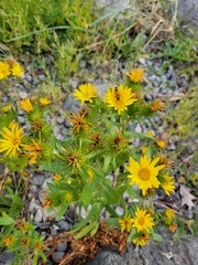 Grindelia stricta