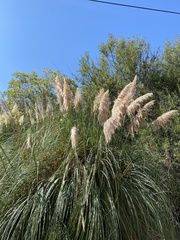 Cortaderia