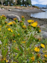 Grindelia stricta