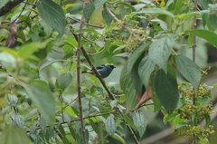 Tangara labradorides