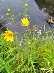 Bidens trichosperma