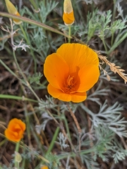 Eschscholzia californica