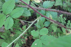 Rosa acicularis