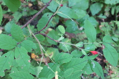 Rosa acicularis