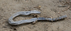 Anguis colchica