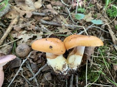Cortinarius emollitus