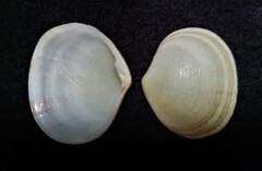 Semele proficua