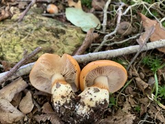 Cortinarius emollitus