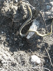 Salvadora intermedia