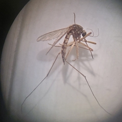 Aedes vexans