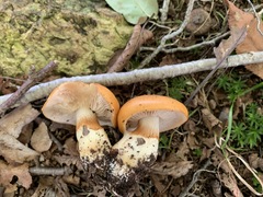 Cortinarius emollitus