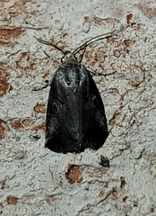 Aleptina inca