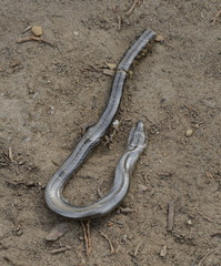 Anguis colchica
