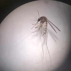 Aedes vexans