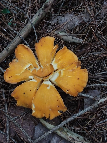 Cantharellus enelensis image