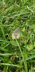 Polyommatus icarus
