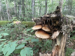 Pholiota squarrosoides