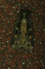 Actebia fennica