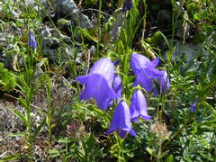 Campanula scheuchzeri