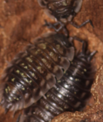 Oniscus asellus