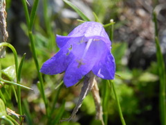 Campanula scheuchzeri