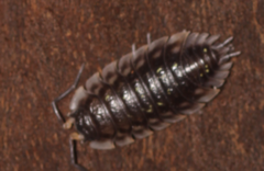 Oniscus asellus