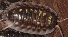 Oniscus asellus