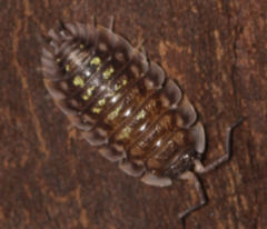 Oniscus asellus