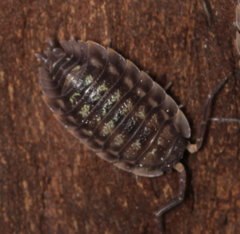 Oniscus asellus