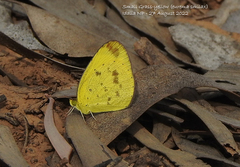 Eurema smilax