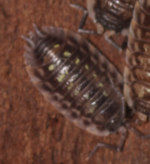 Oniscus asellus