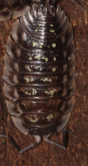Oniscus asellus
