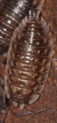 Oniscus asellus