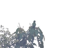 Leptosittaca branickii