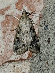 Loxostege allectalis