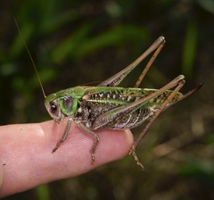 Decticus verrucivorus