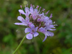 Scabiosa columbaria