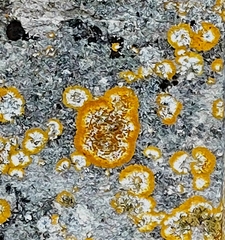 Variospora