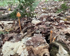 Entoloma quadratum
