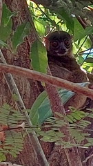 Lepilemur tymerlachsoni