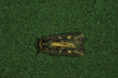 Actebia fennica