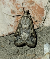 Loxostege allectalis