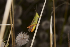 Chorthippus biguttulus