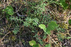 Glandora prostrata