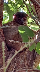 Lepilemur tymerlachsoni