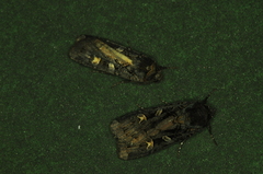 Actebia fennica