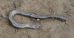 Anguis colchica