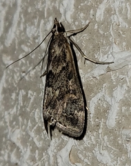 Loxostege allectalis