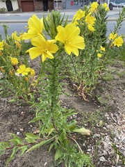 Oenothera elata