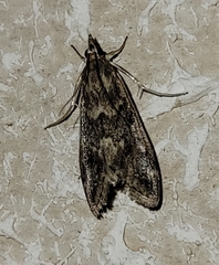 Loxostege allectalis